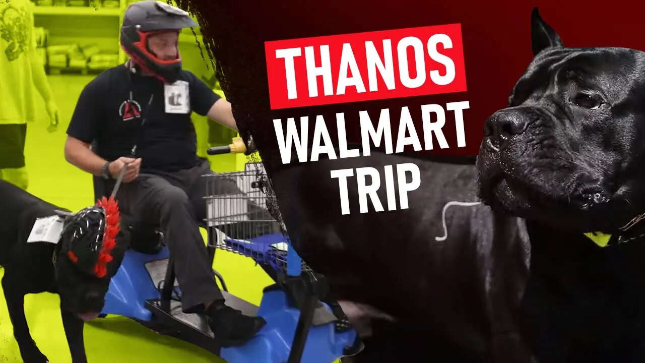 Giant Cane Corso SERVICE DOG Conquers Walmart!