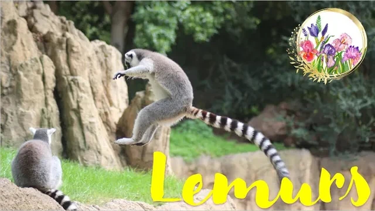 Do Lemurs Have the Most Complex Social Personalities?