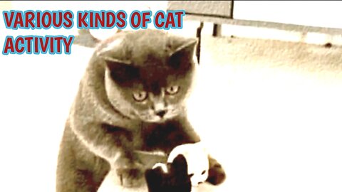 various kinds of cat activity