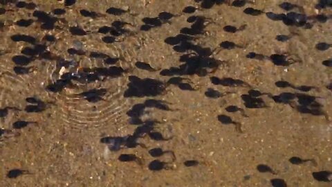 Tadpole pollywogs on the shore of a beautiful lake8