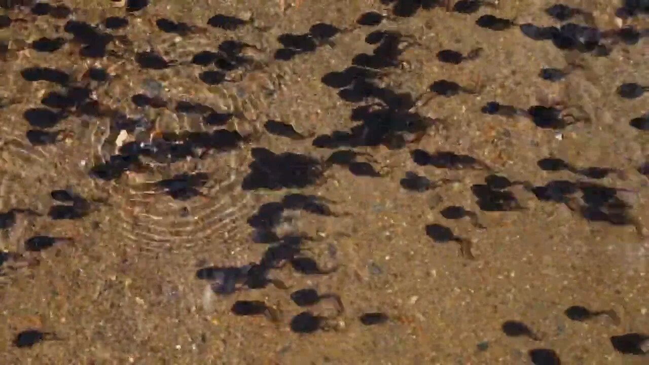 Tadpole pollywogs on the shore of a beautiful lake8