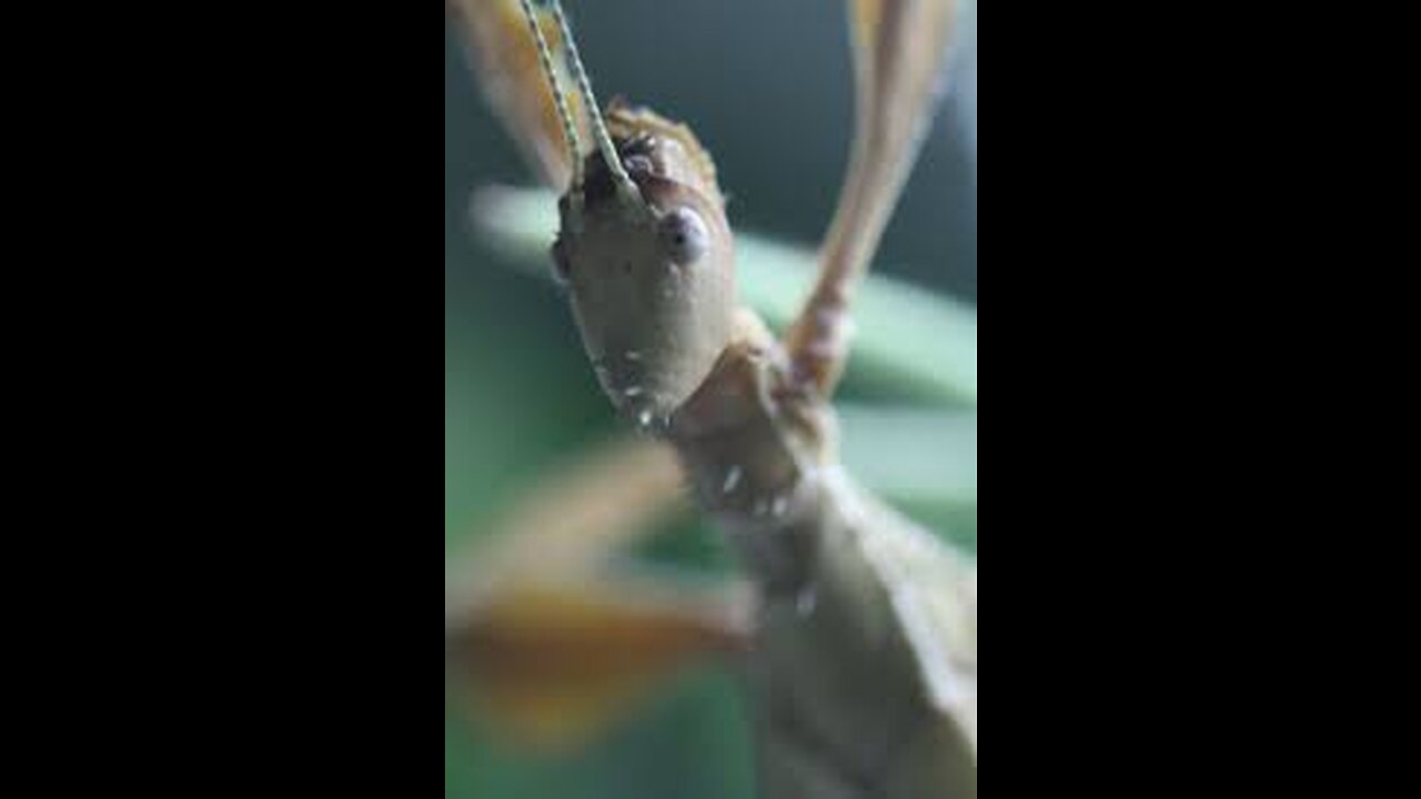 Giant prickly stick insect