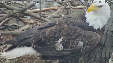 Hays Eagles Dads Wonky Feathers closeup 2020 12 30 203pm
