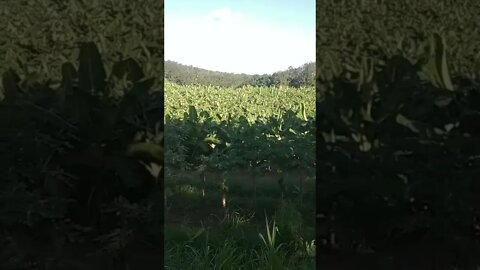 kebun pisang