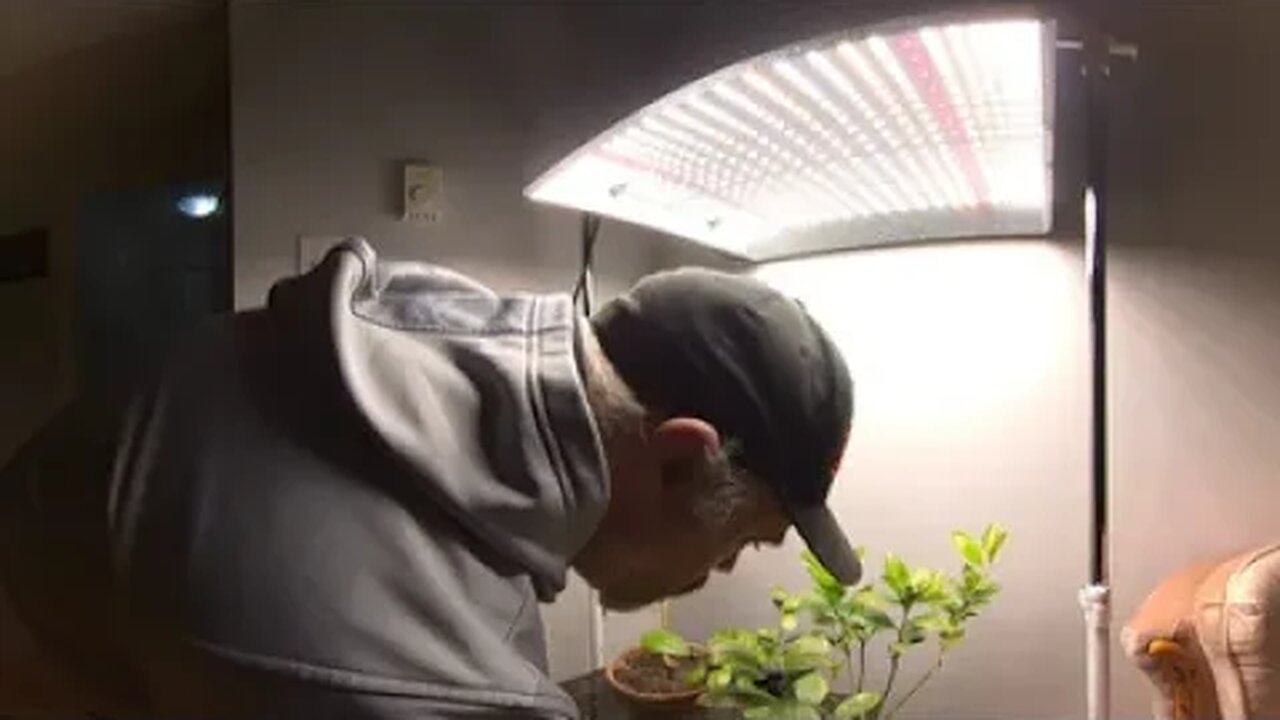 A look at my indoor Citrus trees in 360 video , video test 2 , Exposure test !!