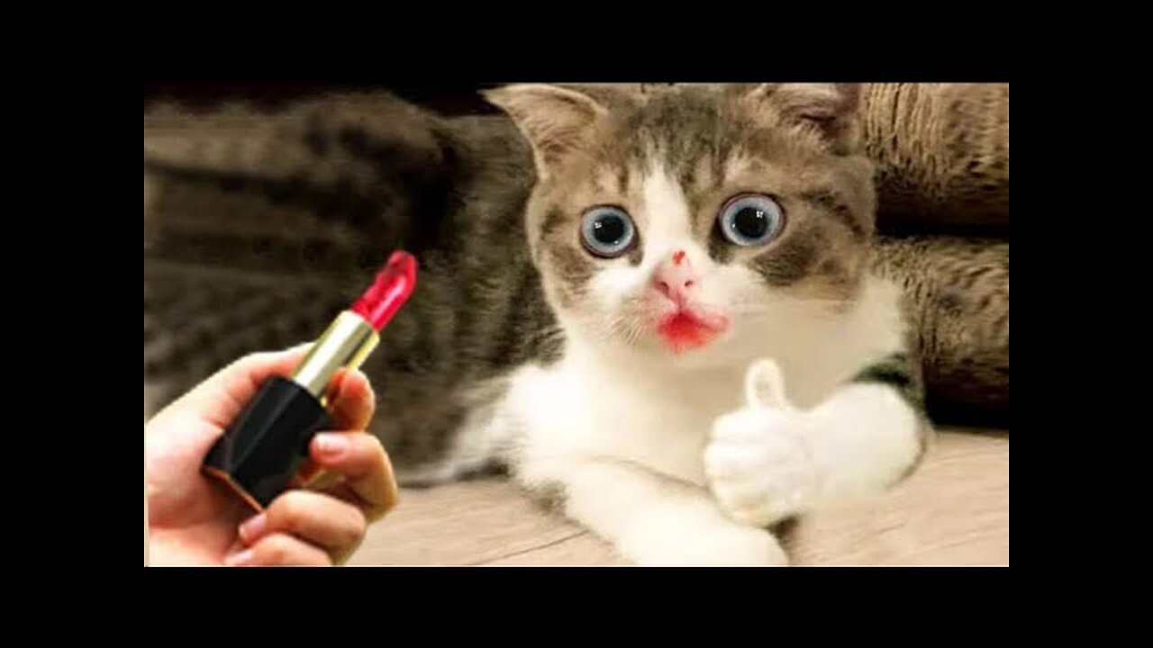 Baby Cats - Cute and Funny Cat Videos Compilation