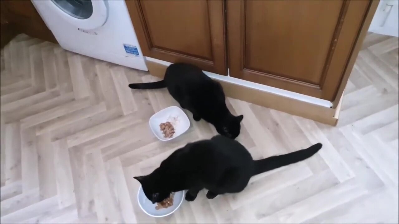 Kittens feeding time