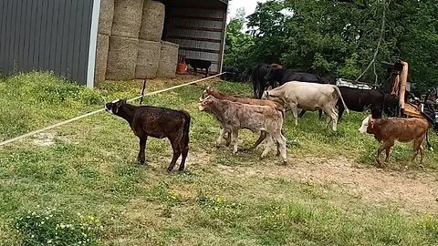 Don't touch the electric fence!