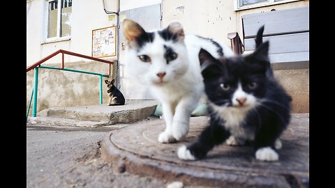 Cute cats - Funny cats - Baby cats