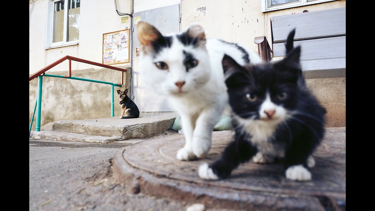 Cute cats - Funny cats - Baby cats