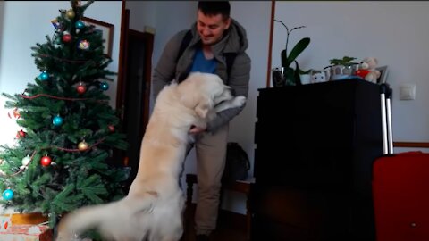 Golden Retriever Welcomes His Owners Home After A Long Time