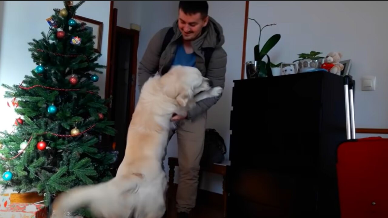 Golden Retriever Welcomes His Owners Home After A Long Time