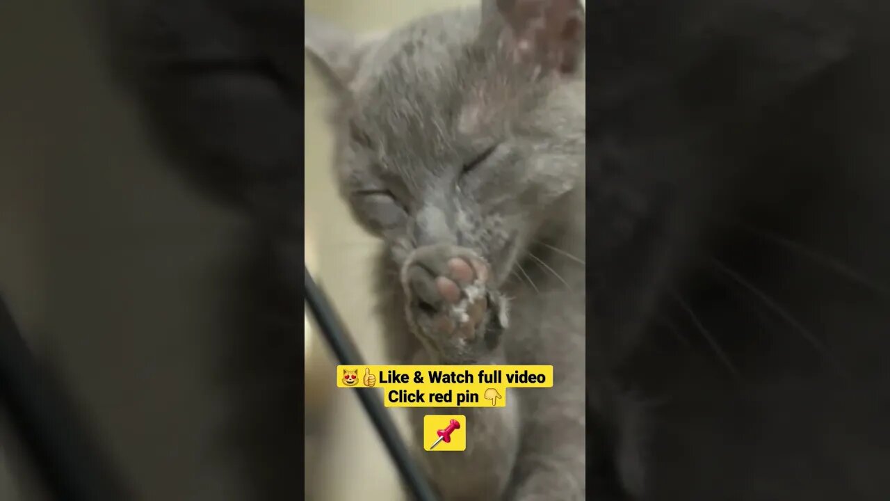cute cat videos 😹funny videos 😂1326😻#shorts #catvideos #funnycatsvideos #cat #funny_cat #cutecat