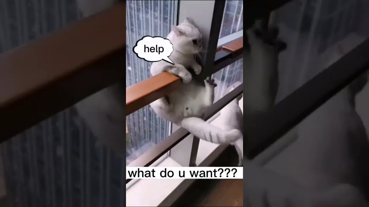 OMG cat videos