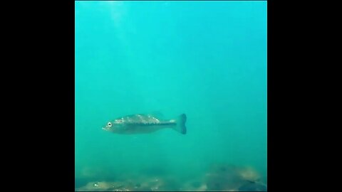 bream in the river