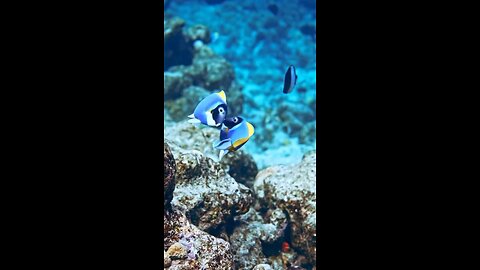 I found the Dory 🐟🐟