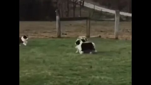 Teamwork...😁💪🐶 #shorts #tiktok #puppylove #doglover