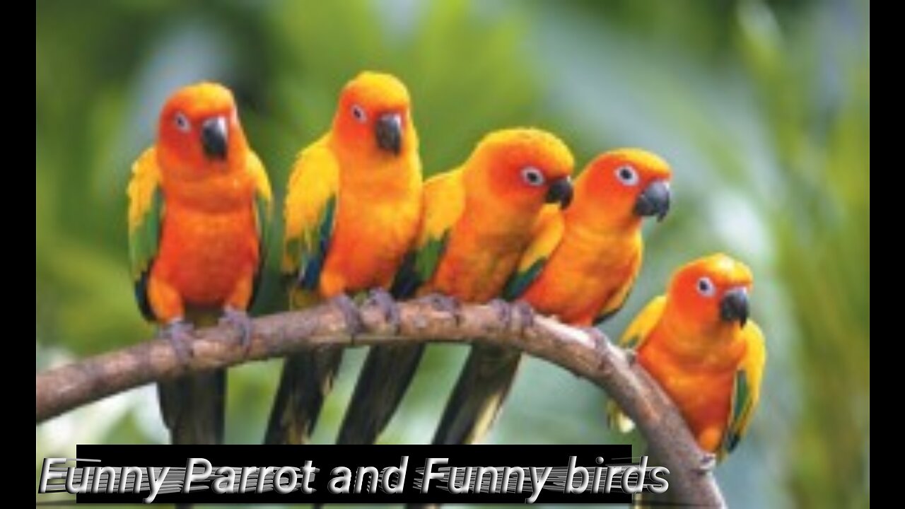 Funny Parrot , Funny birds songand Funny Birds