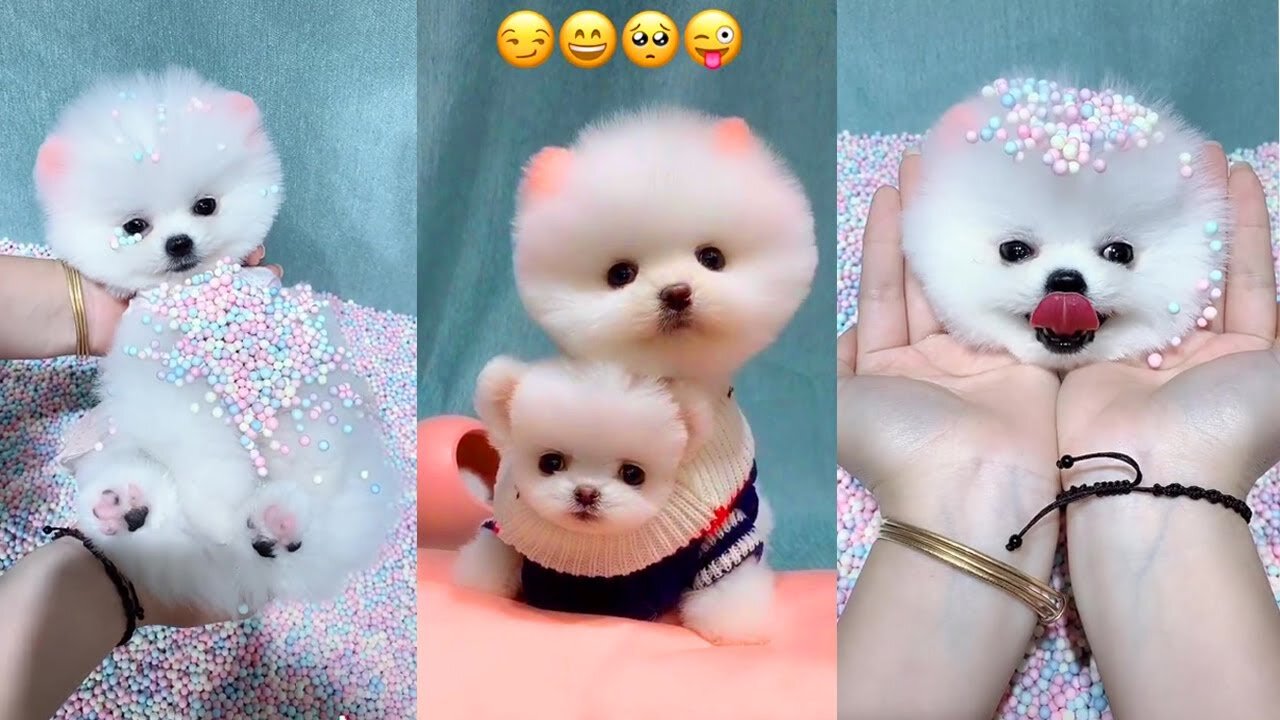 Cute Animal 😍 Mini Pomeranian - Chó Phốc sóc Mini Cực Dễ