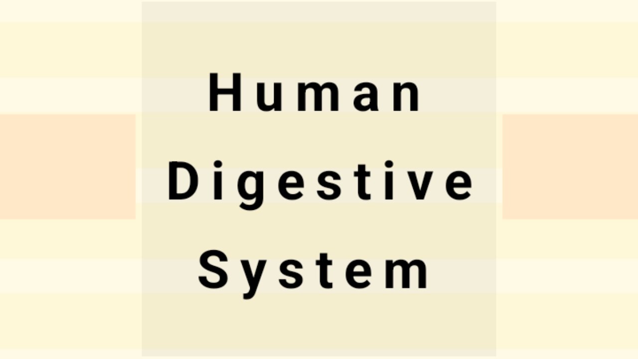 Human Digestive System