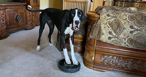 Funny Great Dane Pounces & Bounces On Roomba To Turn It Off & On