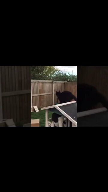 Cute Cats 🐈 😻 #cat #cutecat #funny