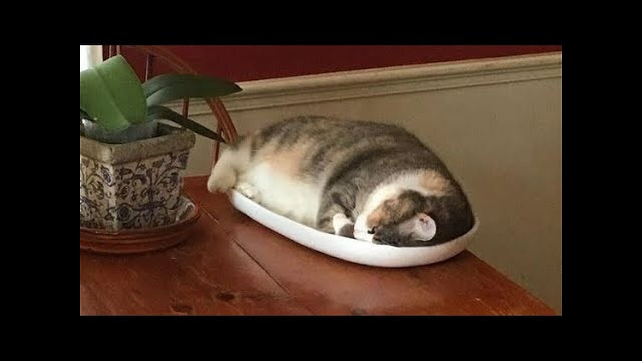 😻😹 Hilarious Cat Antics: Compilation №39