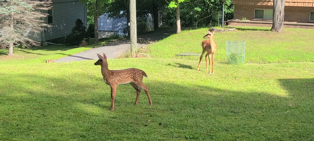 Barking dog scares the fawns