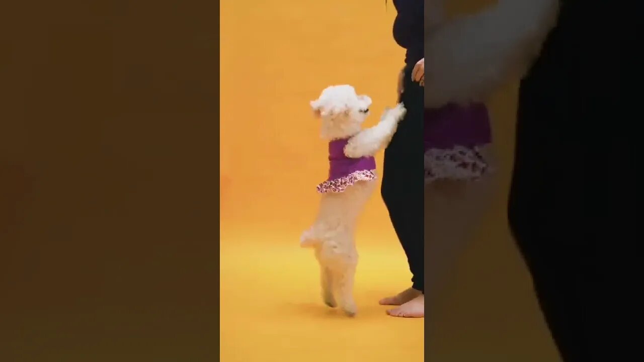 Funny Dog , Dancing Dog #shorts