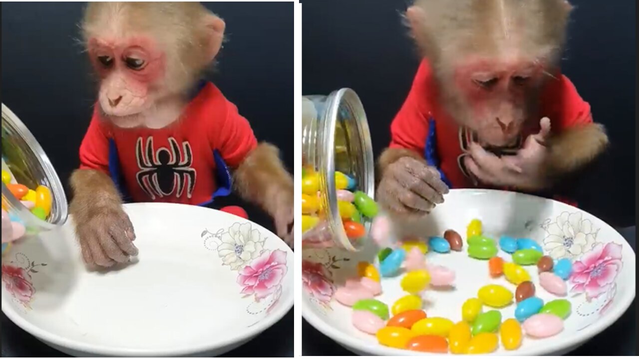 cute monkey eat candey