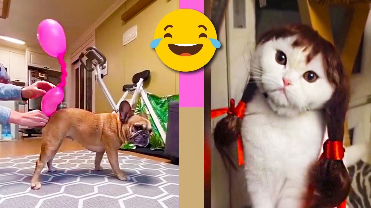 Cats VS Dogs! Who's the funniest??