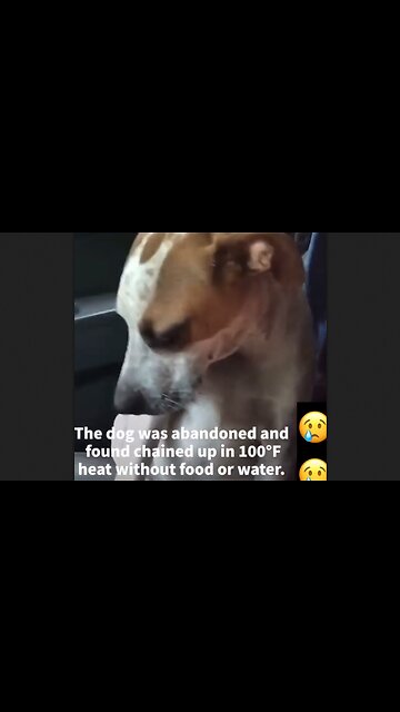 Rescued Dog Tries To Comfort The Lady Who Saved Him - HaloRockNews