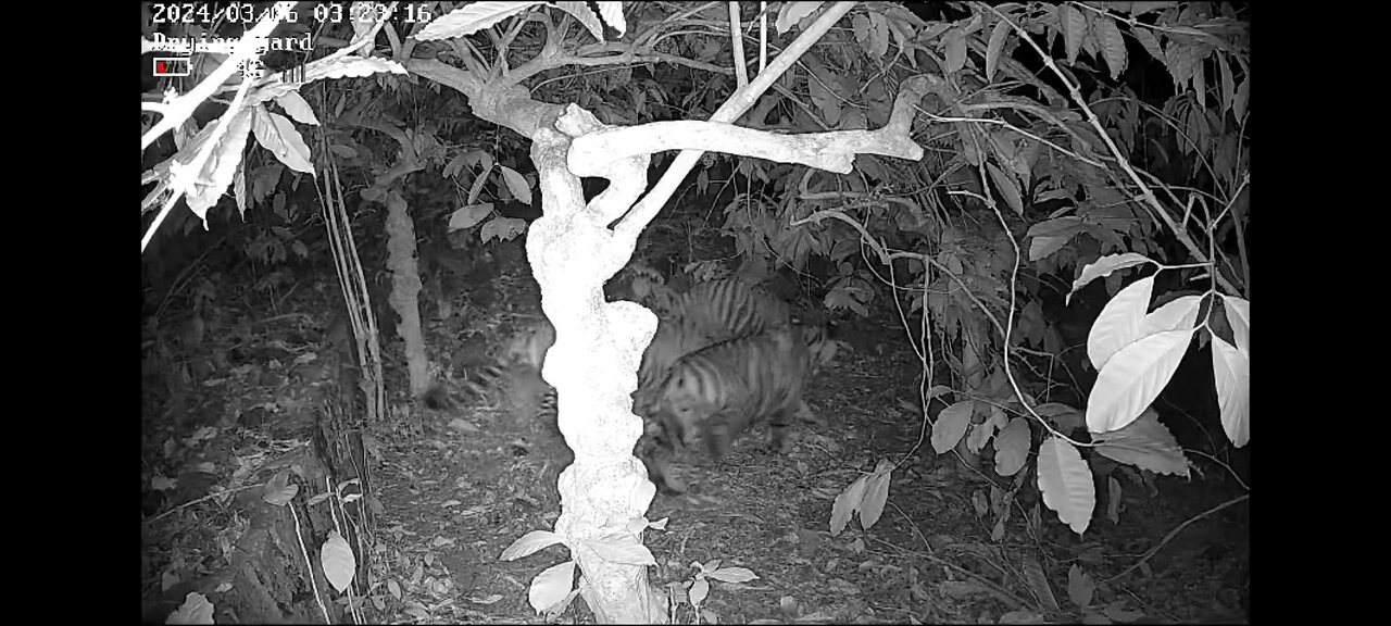 Group of tigers caught on cctv in farm land in India