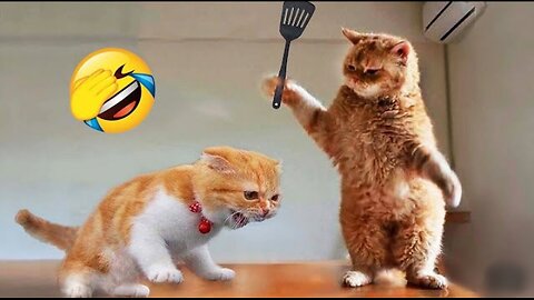 Funny & Cute Animals 🤣playing with their owner🤪. Part 1