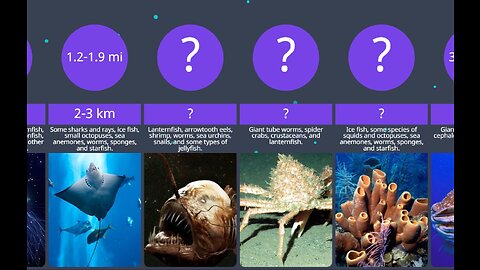 Comparison: What can be found at different depths of the ocean