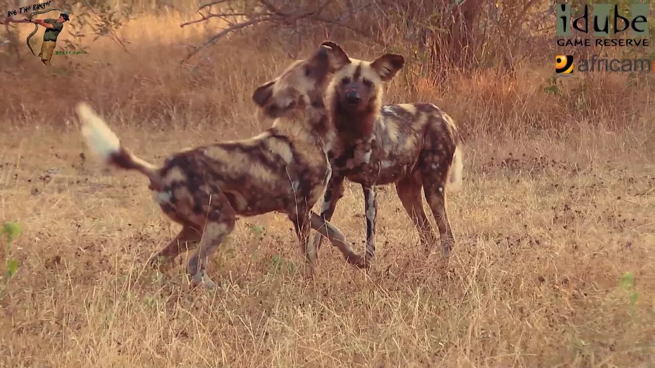 Endangered African Wild Dogs Wake Up In Glorious Morning Light