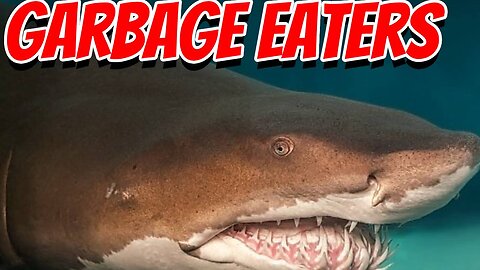 How Dangerous Are Tiger Sharks!