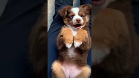 OMG! So cute🥰❤️ (please get this viral) #shorts #viral #cute #cuteanimals #fyp #fy #subscribe