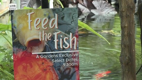 Buffalo and Erie County Botanical Gardens helping families feel more connected to nature and Koi fish