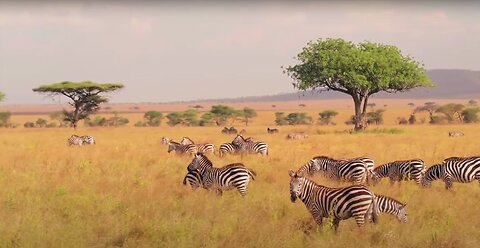 Wildlife Animals | Safari Moments | Forest