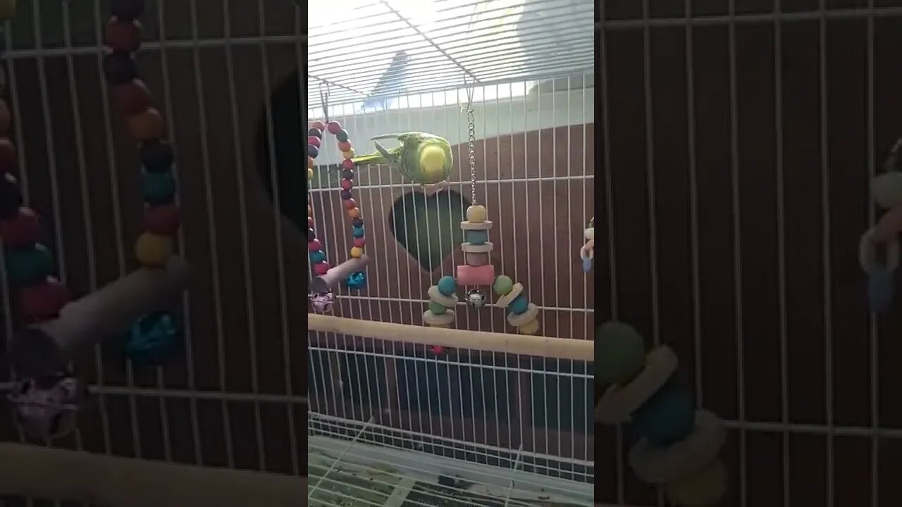 Budgie Dancing To MJ's Smooth Criminal 😍 #shorts #animallover #youtubeshorts #funny #budgies