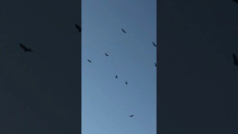 Buffalo Bayou Buzzards