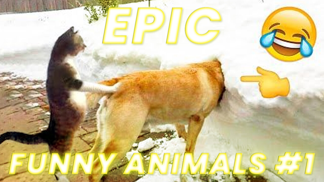 Funny animals - Funny cats and dogs - Funny animal videos 2023🤣