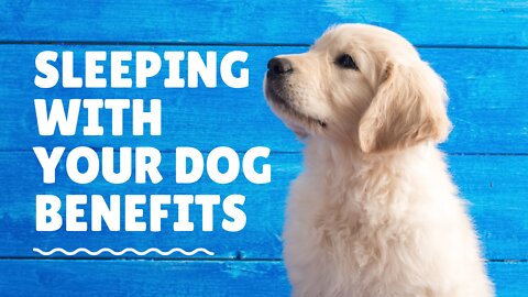 Sleeping with your dog benefits