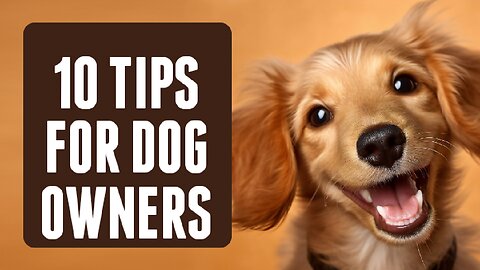 Amazing dog jump video training #shorts