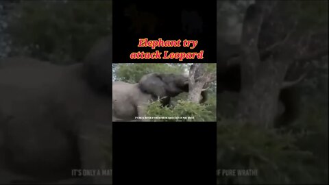 Elephant Try to attack Leopard 🐆 2022 ||