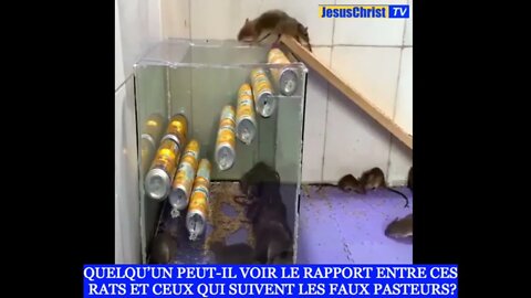 Ah, ces pauvres rats!