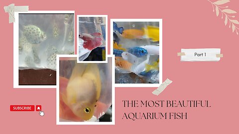 The Most Beautiful Aquarium Fish Part :-2 #wildhobbiest