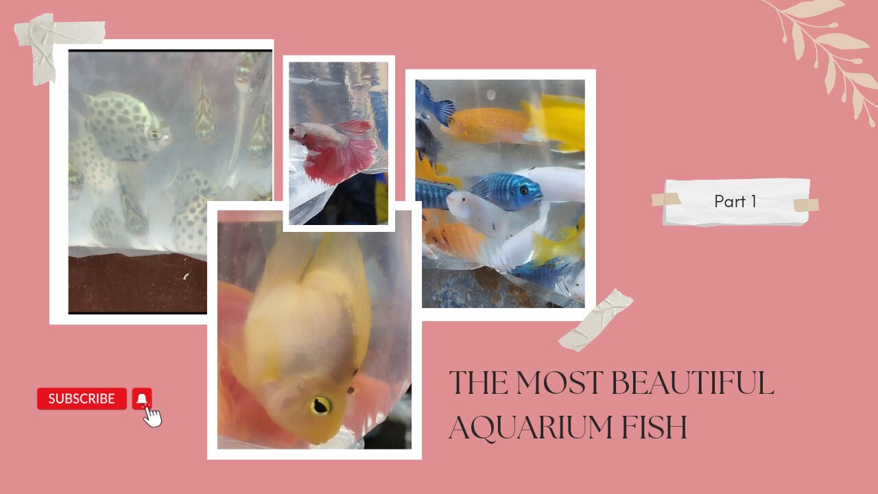 The Most Beautiful Aquarium Fish Part :-2 #wildhobbiest