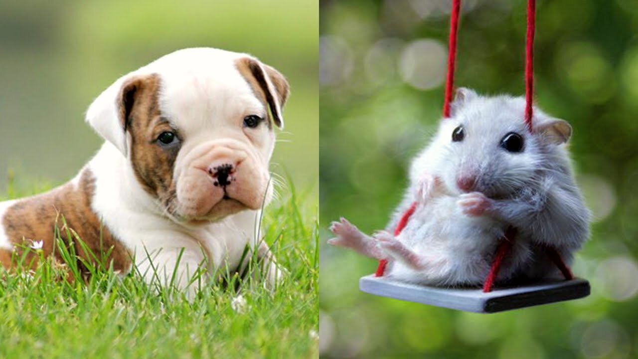 Rats also use toilet paper. Cute baby animals Videos